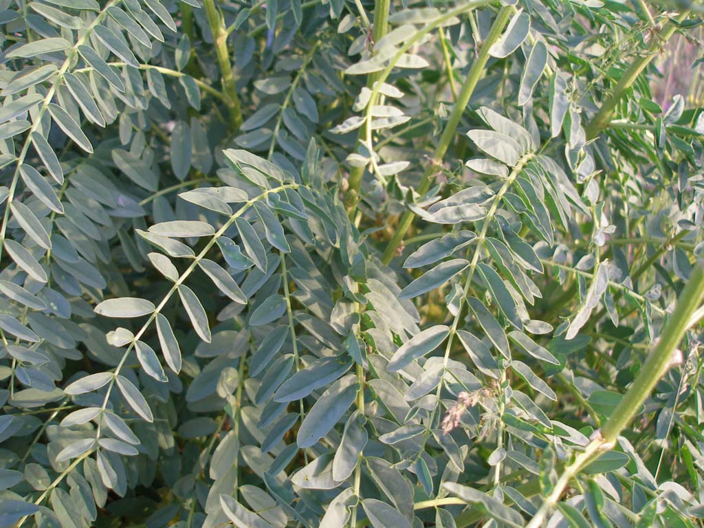 Turchia 2 - Astragalus sp.